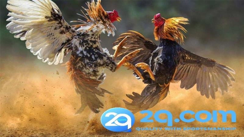 tong-quan-ve-san-choi-da-ga-2qcom