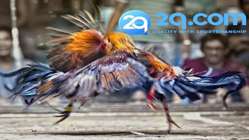 tong-hop-nhung-loai-hinh-da-ga-2qcom-pho-bien-nhat