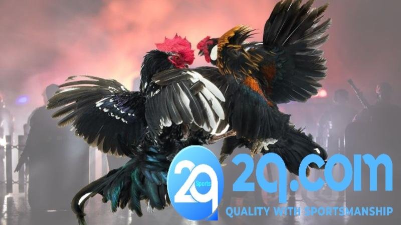 nhung-loi-ich-khi-tham-gia-da-ga-2qcom