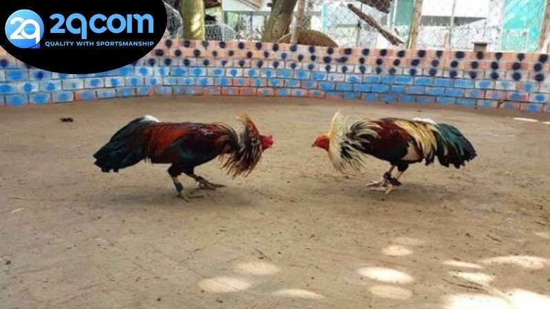 Ưu điểm nổi bật nhất của việc vào chơi cược đá gà online 2QCOM