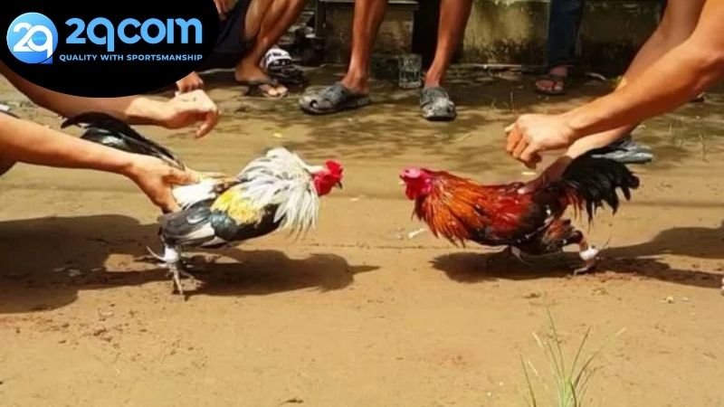 Ưu điểm nổi trội của việc chơi đá gà ăn tiền thật 2QCOM trực tuyến