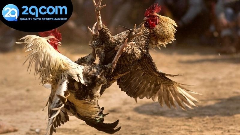 Các hình thức chơi đá gà ăn tiền thật phổ biến được yêu thích nhất