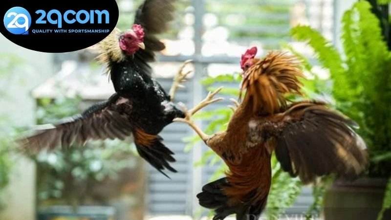 Lợi ích vượt trội khi tham gia vào sân chơi đá gà Campuchia 2QCOM
