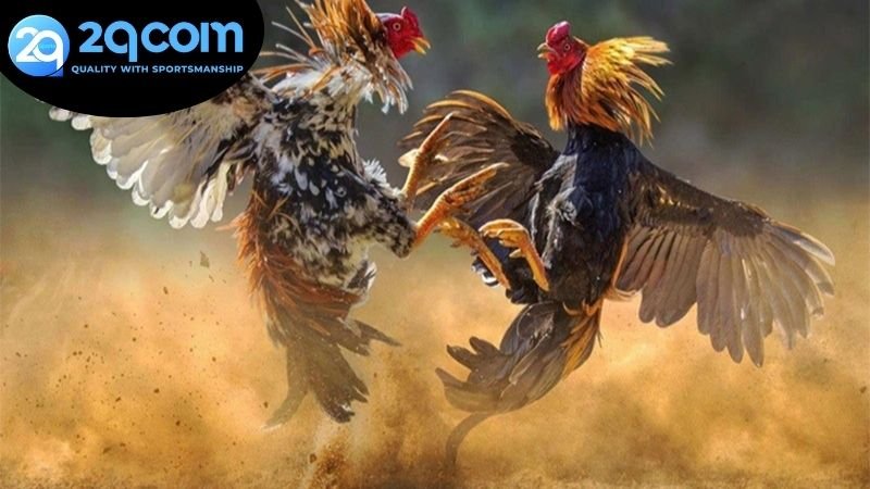 Các hình thức chơi đá gà Campuchia 2QCOM nổi trội được yêu thích