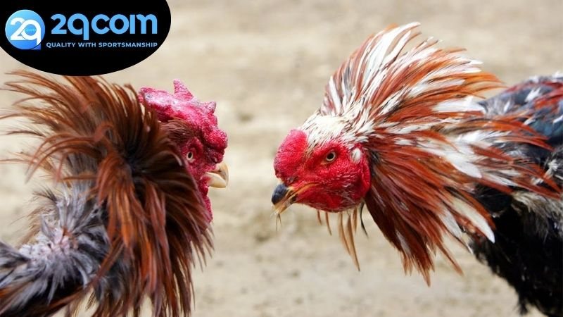 Những ưu điểm đặc sắc khi tham gia chơi đá gà hôm nay 2QCOM