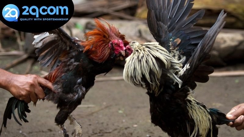 Chiến thuật chiến thắng khi tham gia cược đá gà hôm nay 2QCOM