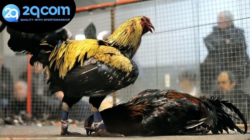 Các loại hình đá gà hôm nay 2QCOM phổ biến được ưa chuộng nhất