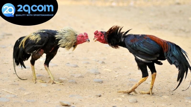 Lợi ích không ngờ nhận được khi chơi đá gà livestream 2QCOM