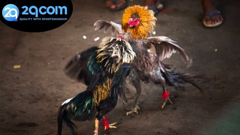 Bước chuẩn bị để xem và cược đá gà livestream 2QCOM hiệu quả