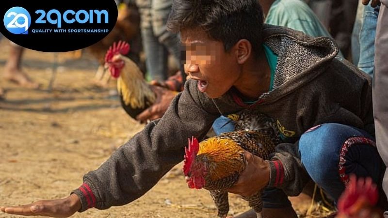 Các ưu điểm đặc sắc khi tham gia chơi đá gà trực tuyến 2QCOM