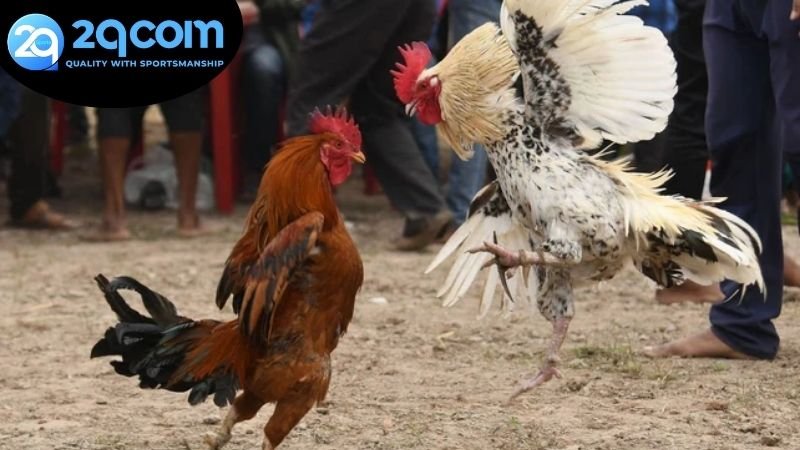 Các loại hình đá gà trực tuyến 2QCOM phổ biến được yêu thích nhất