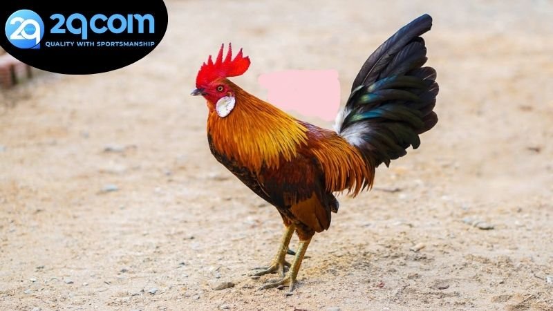 Cách chọn lựa trận đấu và giành thắng lợi ở trong đá gà trực tuyến